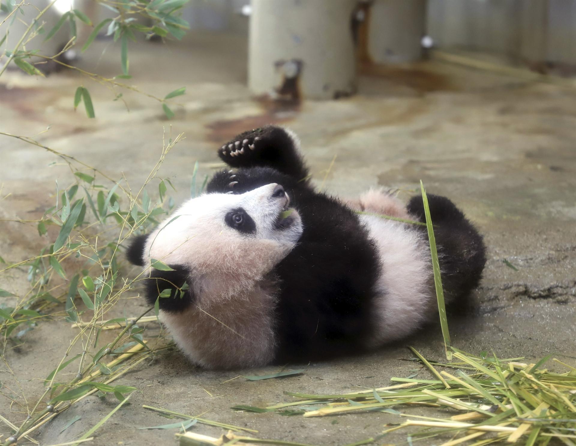 Tokyo crowds flock to see baby panda on first day