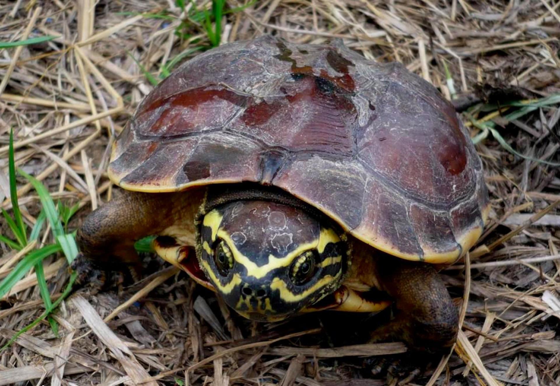 Lizard and turtle among newest species
