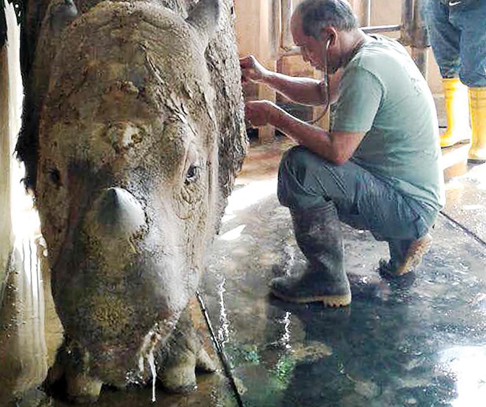 Malaysias last female Sumatran rhino gravely ill