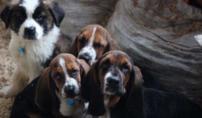 10 illegally smuggled puppies to be auctioned in Turkey’s Edirne