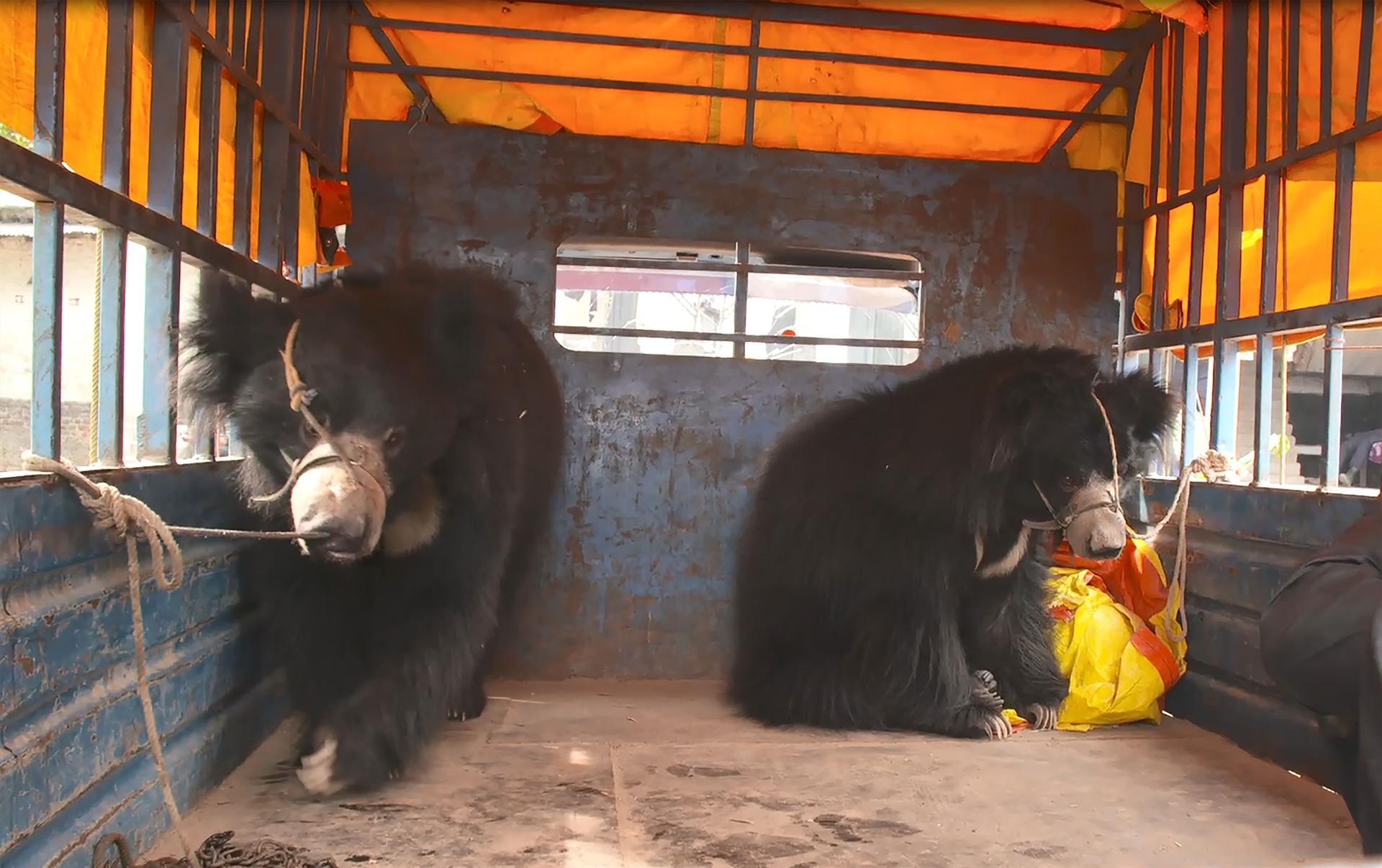 Nepals last known dancing bears rescued