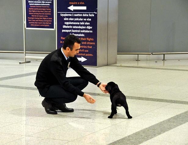 Istanbul airport personnel take care of puppy forgotten in bathroom