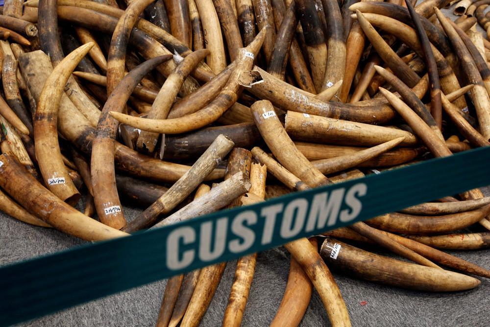 China ban on ivory sales aims to curb elephant poaching