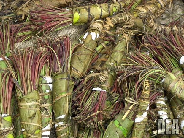 Two suitcases filled with khat drug seized at Istanbul Atatürk Airport