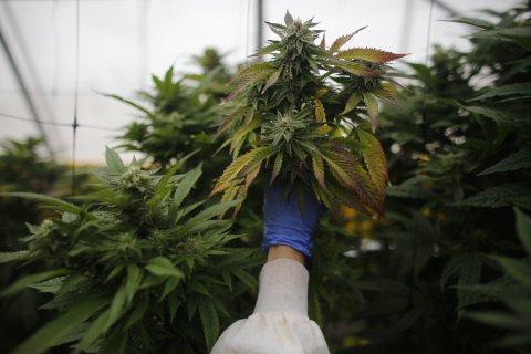 Legal cannabis ‘to generate $40 bln, 400,000 jobs in US’
