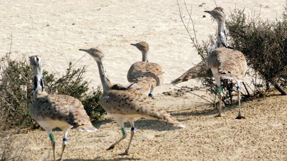 Royals hunt endangered bird in Pakistan despite local opposition