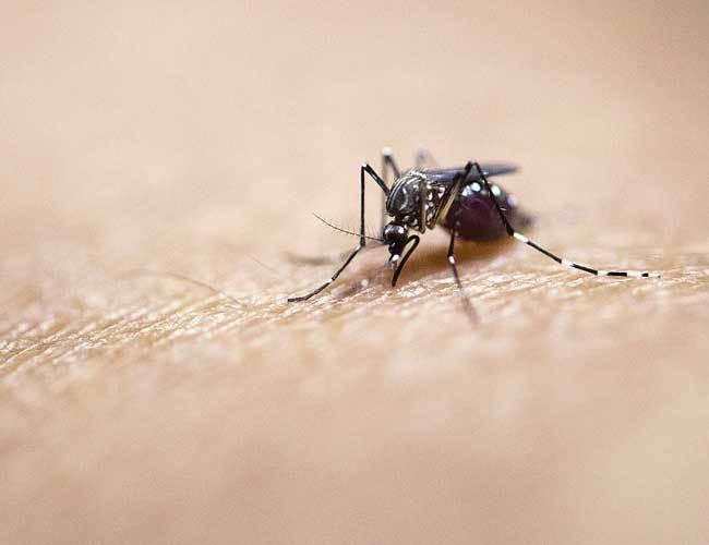 Gov’t closely monitoring Zika virus, Turkish minister says