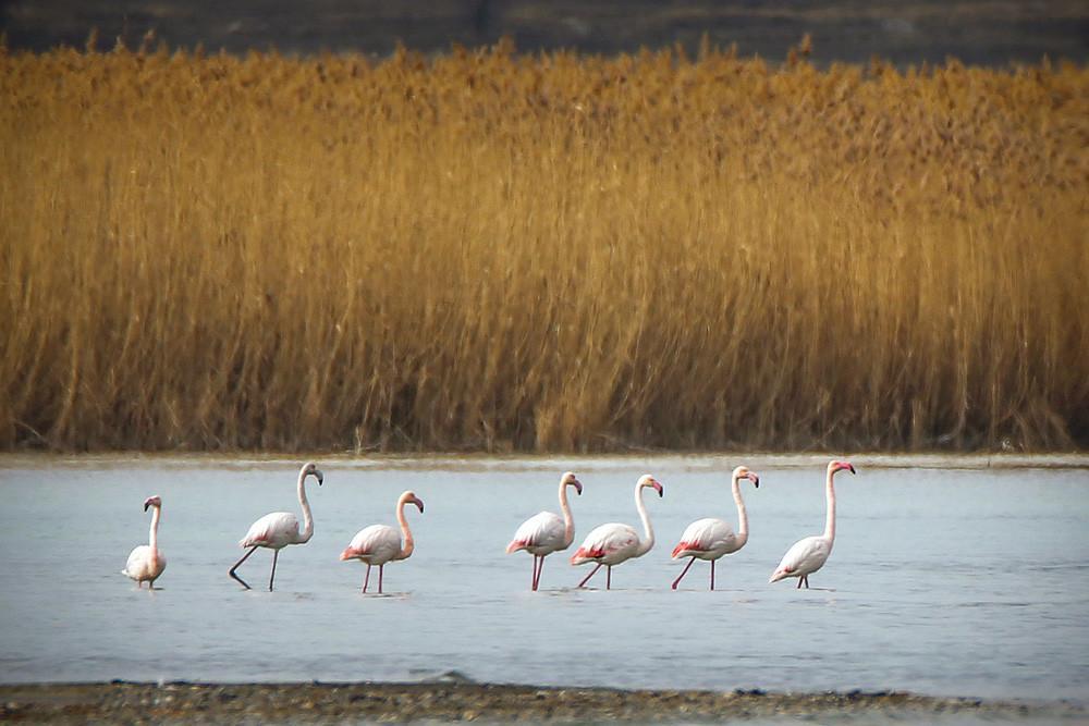 Lake Van hosts flamingos and swans