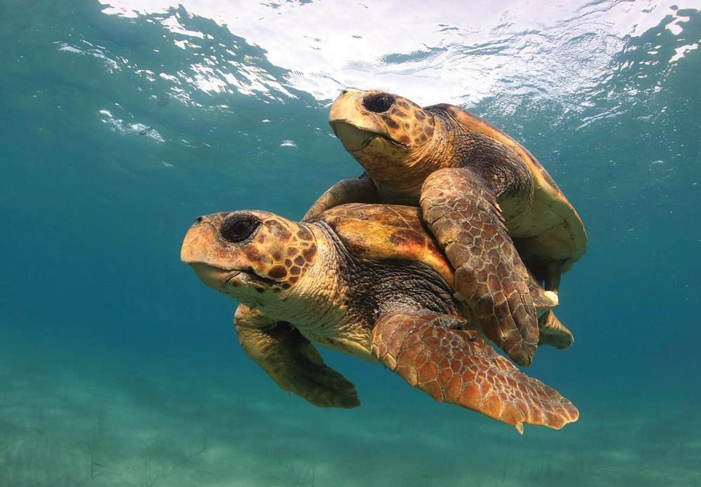 Warmer temperatures cause sea turtles to be born female
