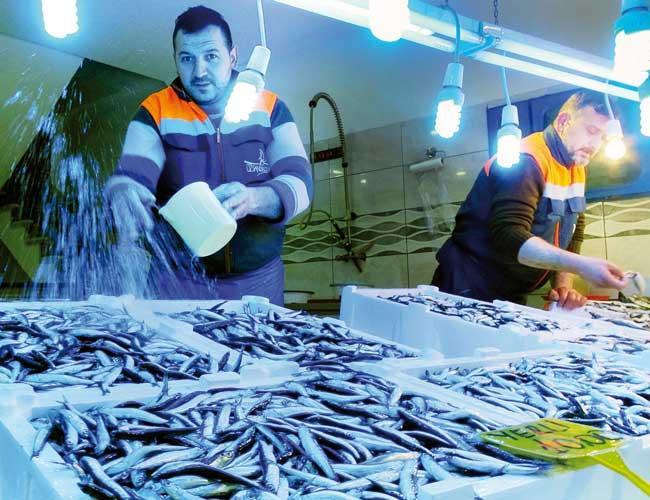 Price of anchovy plunges as fish returns to Black Sea in flocks