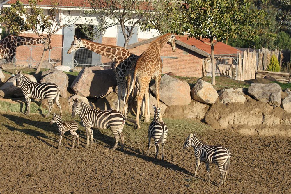 Number of animals on rise in Kartepe park