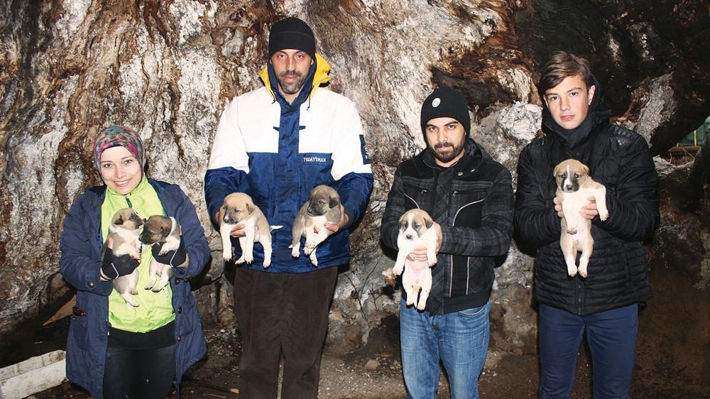 Centuries-old plane tree in Yalova home to puppies