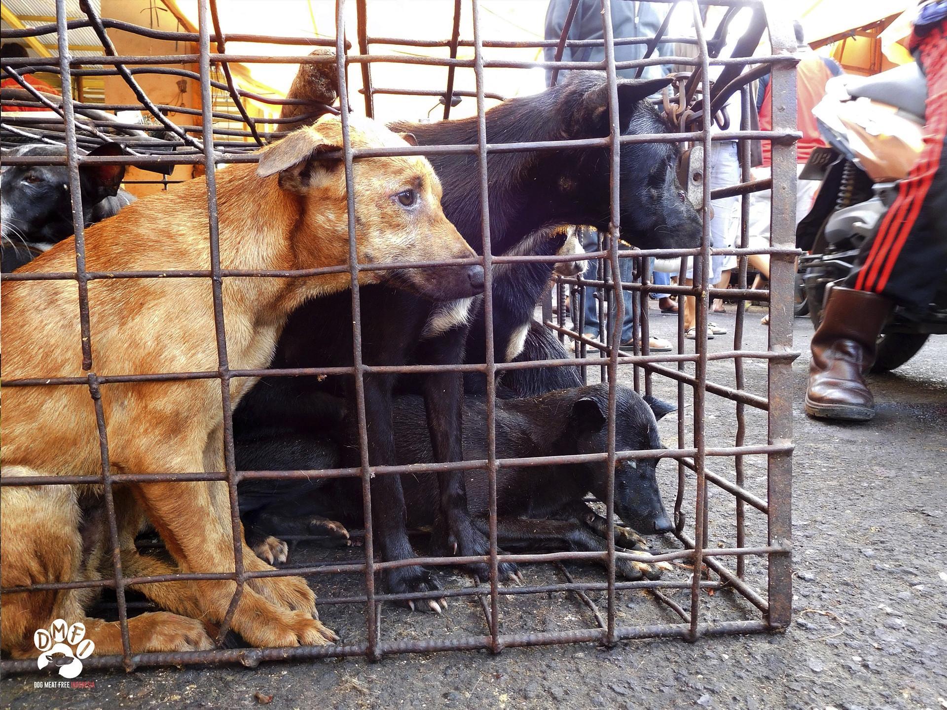 Groups call for shutdown of brutal Indonesia animal markets