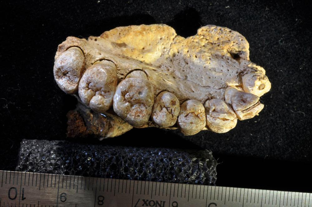 Oldest human fossil outside Africa is dug up in Israel