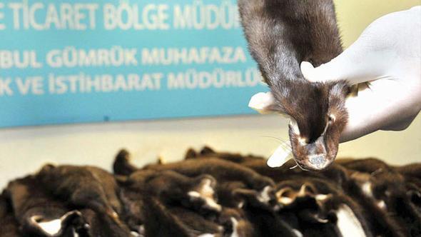 Turkish police seize 200 badger furs in Istanbul’s Atatürk Airport