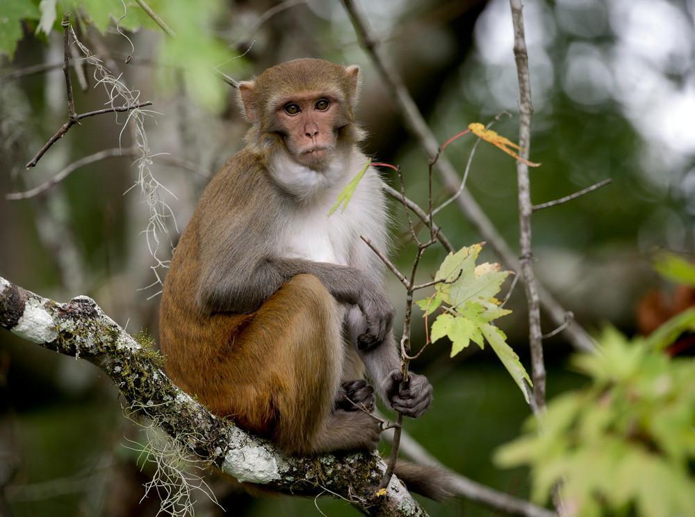 VW supervisory board members demand inquiry into diesel fume tests on monkeys