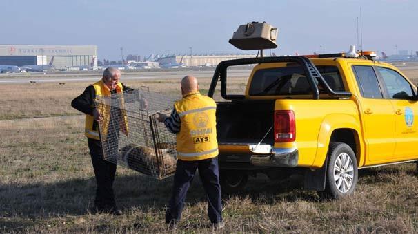 Team established to capture dogs wandering around Istanbul airport