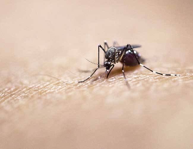 No current threat from Aedes mosquitoes capable of carrying Zika found in Turkey’s eastern Black Sea: Health Ministry