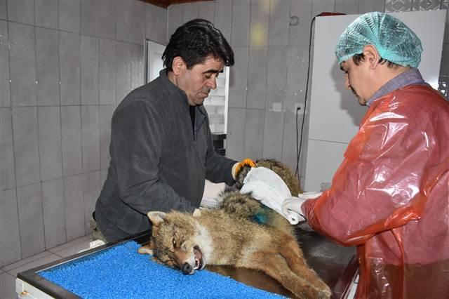 Fox cub receives treatment after being hit by car in Turkey’s Bilecik