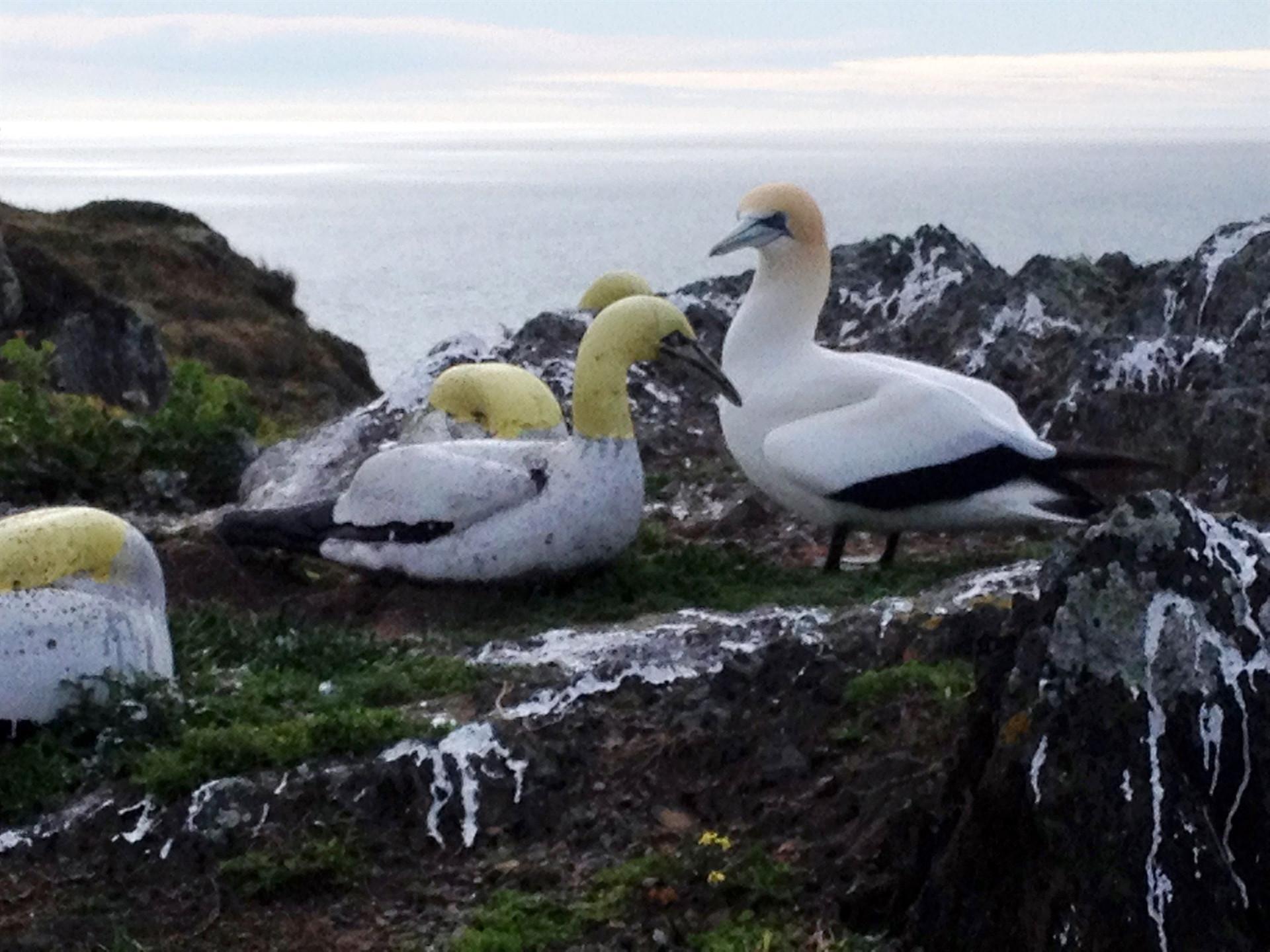 World’s loneliest bird’ Nigel dies in New Zealand