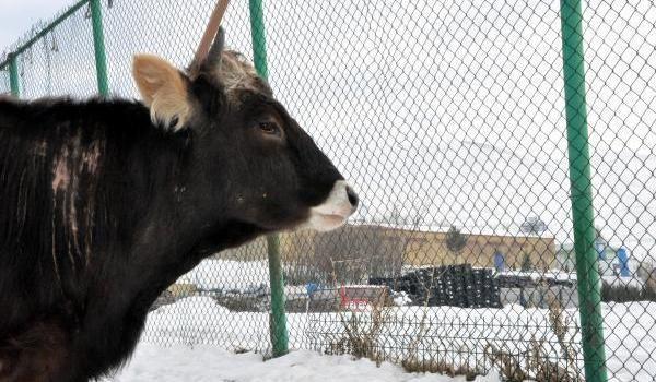 Unclaimed cow’s legal status in limbo after road accident in Turkey’s Erzurum