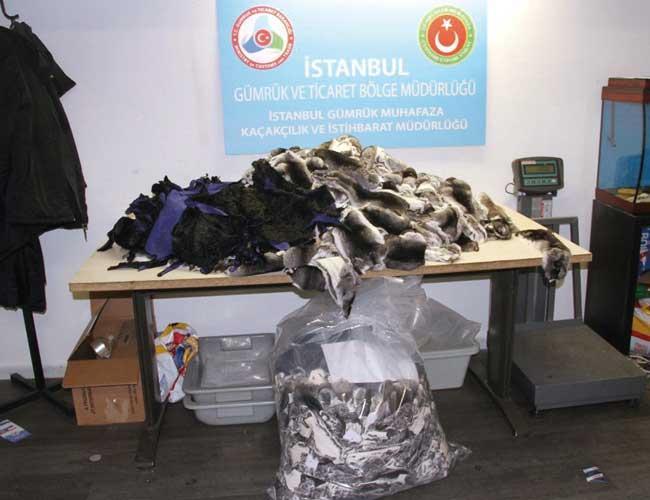977 smuggled chinchilla furs seized in Istanbul’s Atatürk Airport