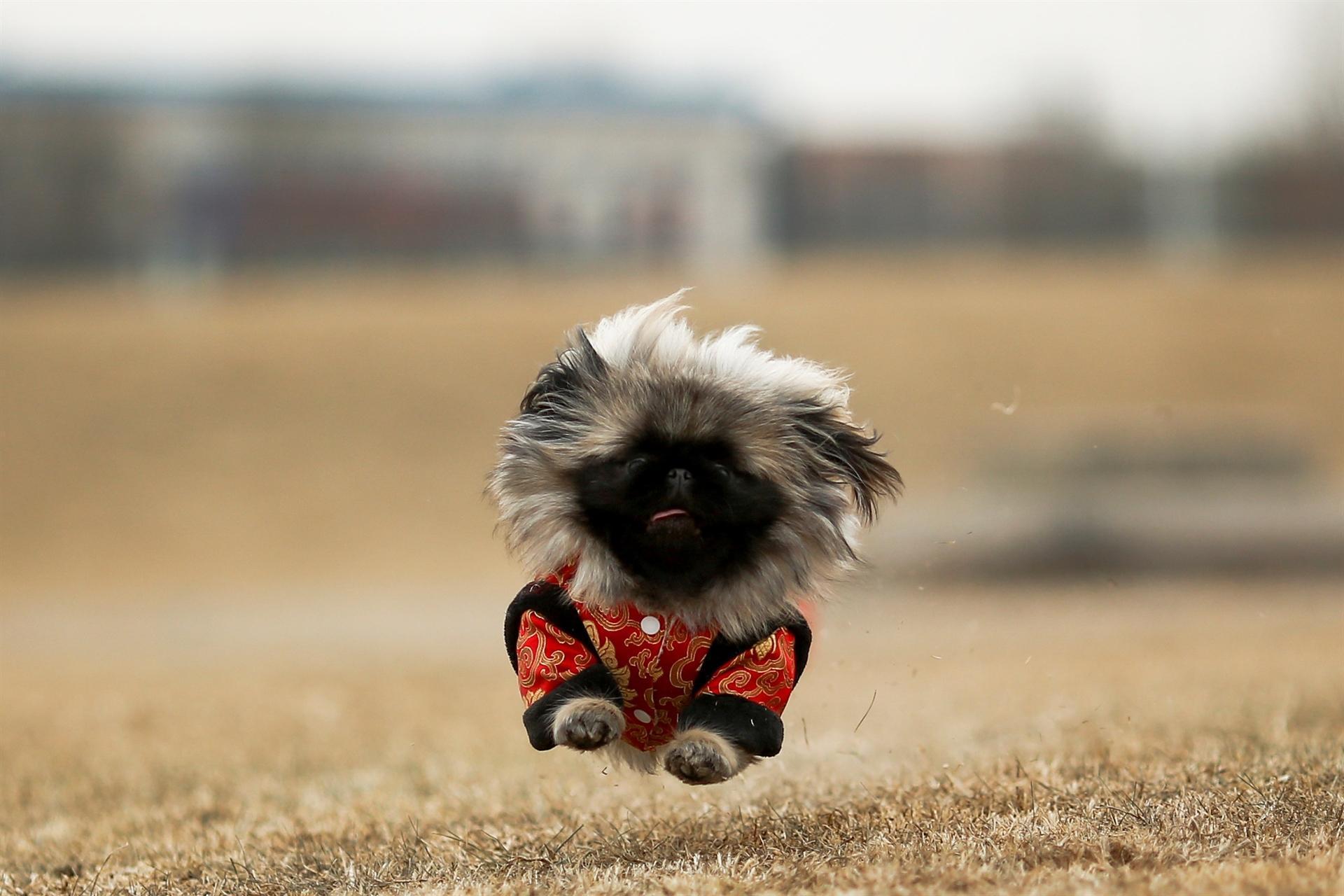 As Chinas Year of the Dog begins, Pekingese breed is scarce