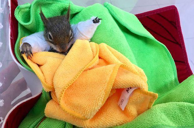 Injured squirrel saved by efforts of 19-year-old in Turkey’s Batman