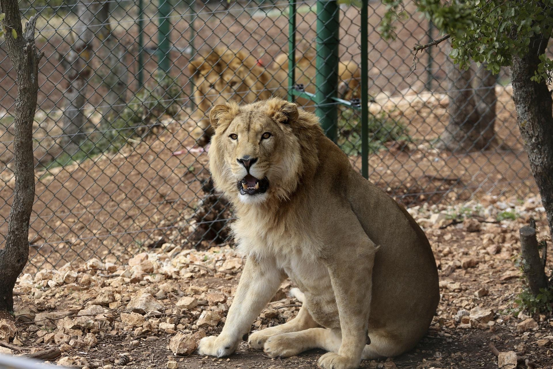 Two lions saved from Mideast wars head to South Africa refuge