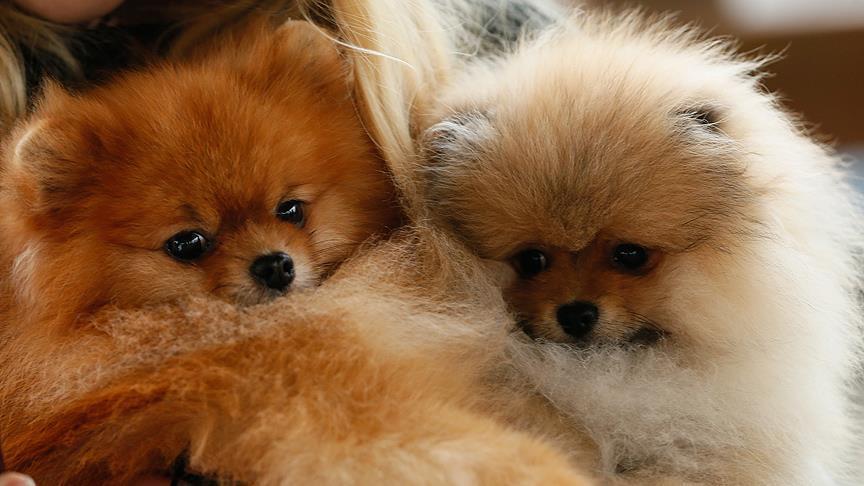 Turkey obligates pet-owners to microchip their cats, dogs, weasels
