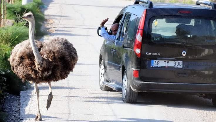 Nonchalant ostriches surprise visitors in Aegean resort town of Bodrum