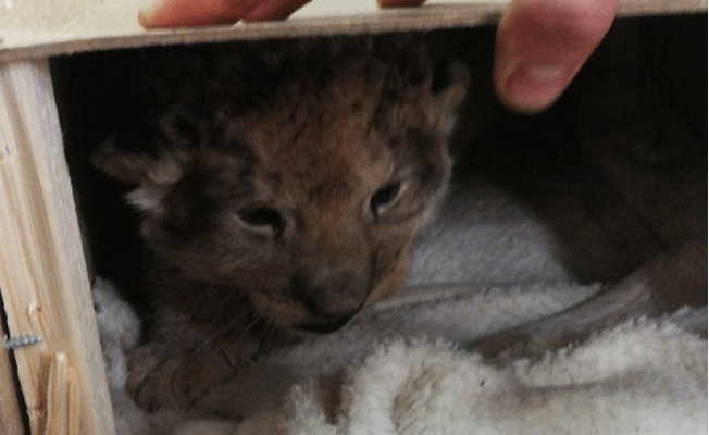 Lion cub, hundreds of parrots seized in truck on Turkey’s Greek border