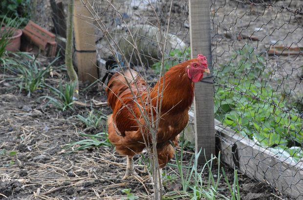 Rooster giving birth puzzles villagers in Black Sea province of Sinop