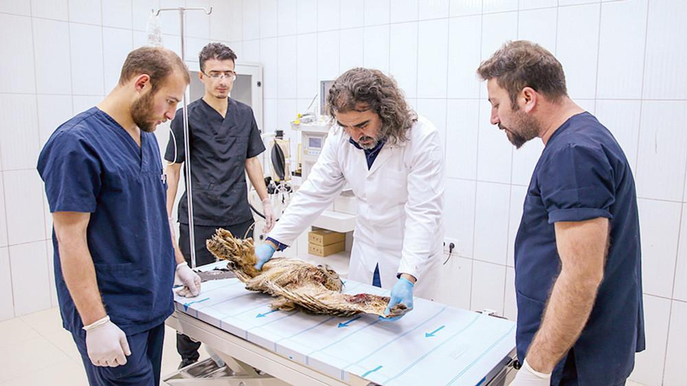 Wild animals recover in rehabilitation center in Van