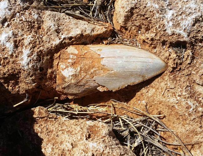 Ancient giant shark tooth goes missing in Australia