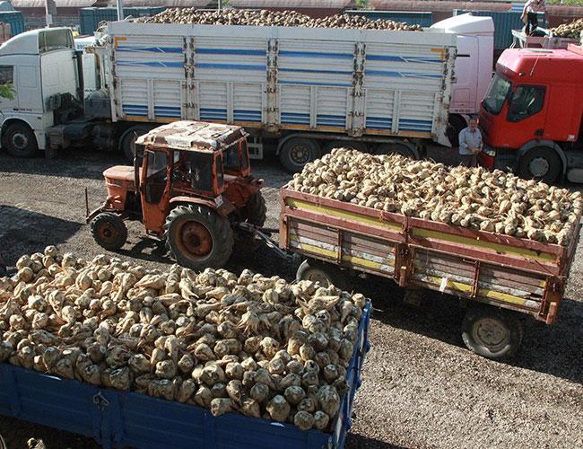 Turkish Agriculture Ministry may bid for some privatized sugar plants: Minister