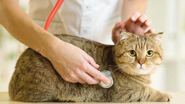 New regulation on animal medicine supply kept by vets stirs debate in Turkey