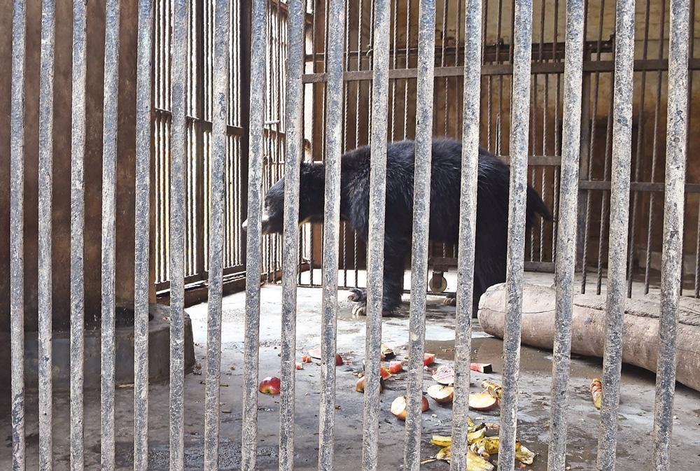 One of Nepals last dancing bears dies after rescue