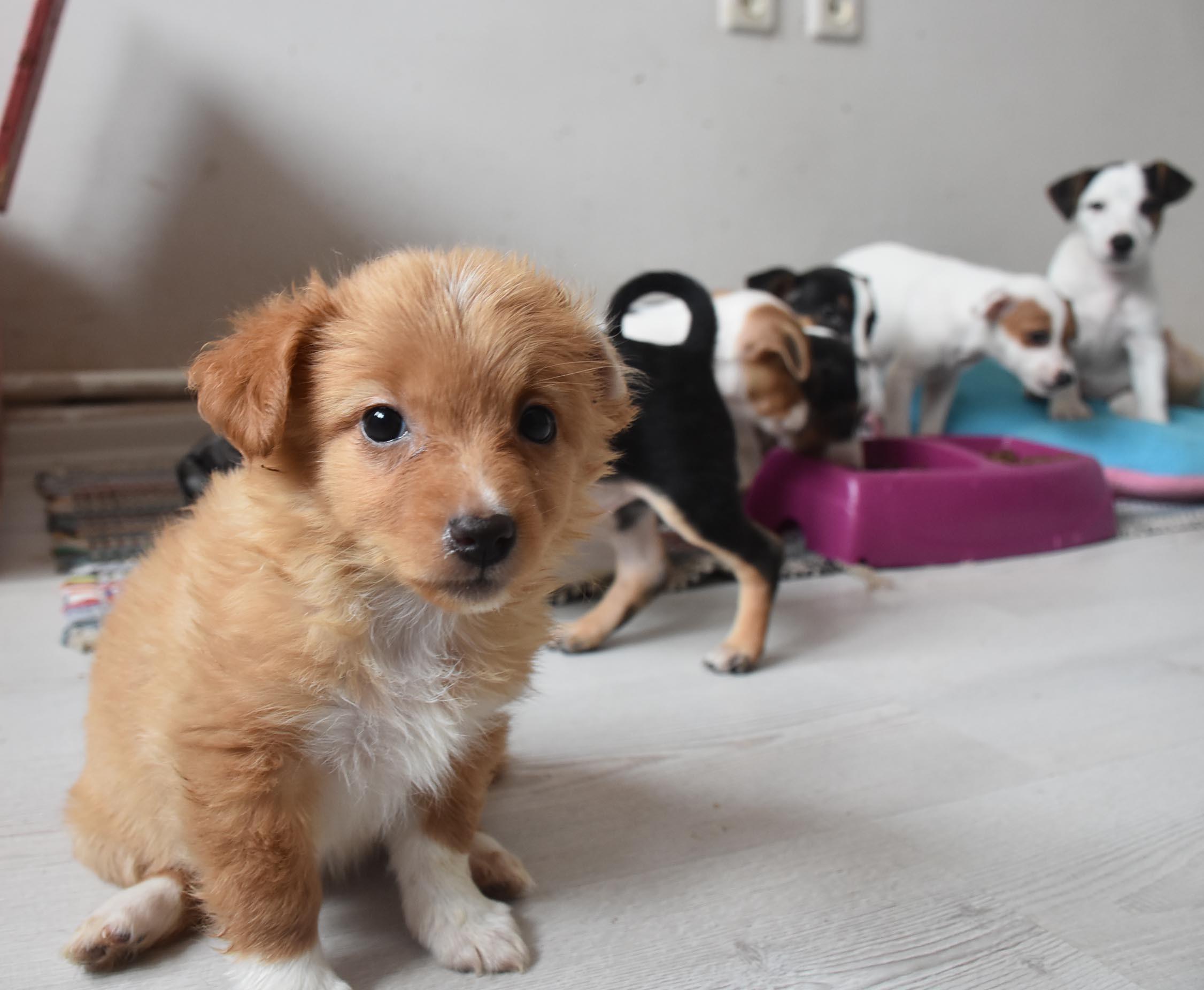 Smuggled animals seized by Turkish customs to be handed over to animal rights federation