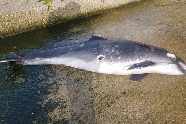 Dolphin found riddled with bullet wounds on Kocaeli shore in Turkey’s northwest