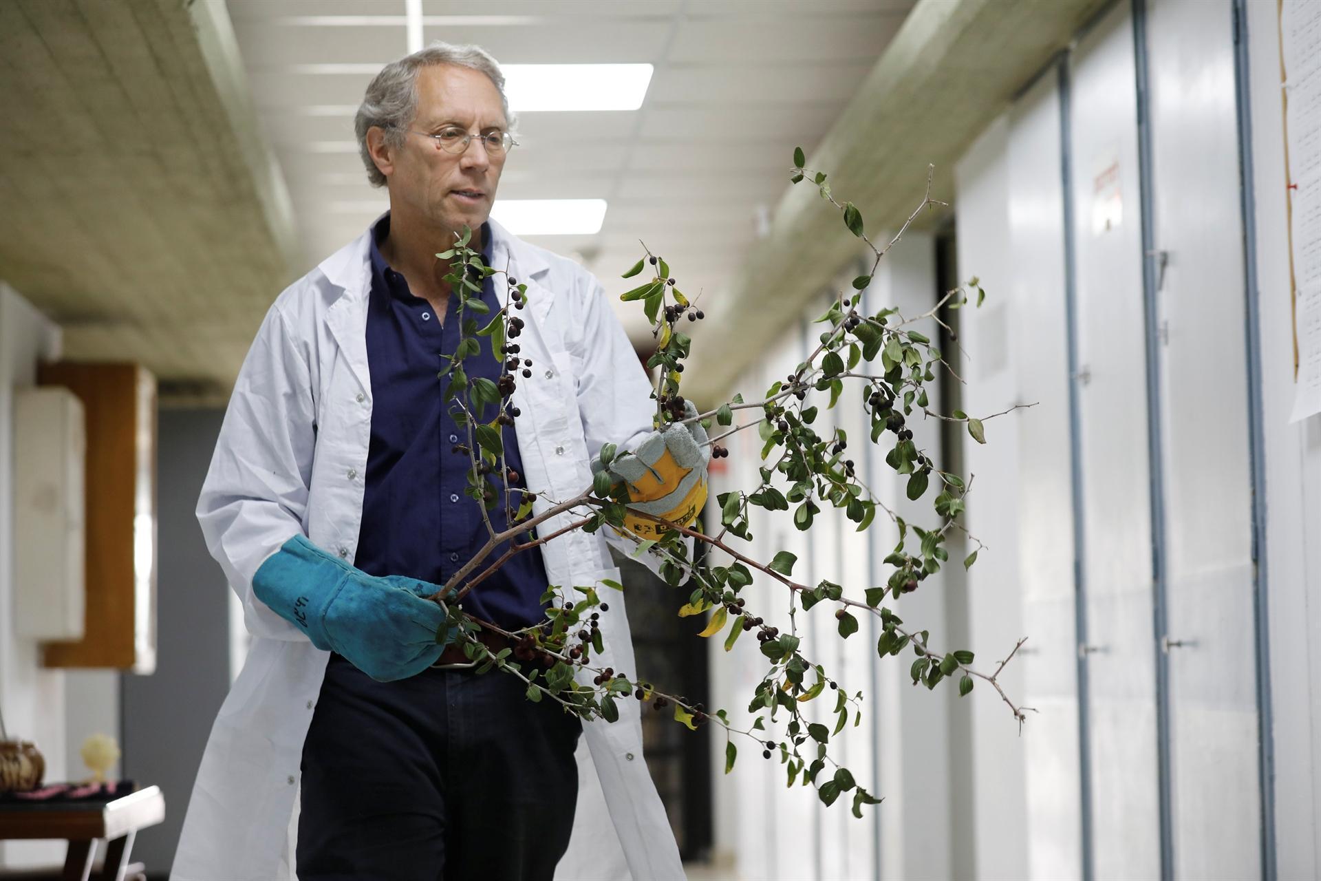 Christs tree may help in climate change fight -researchers