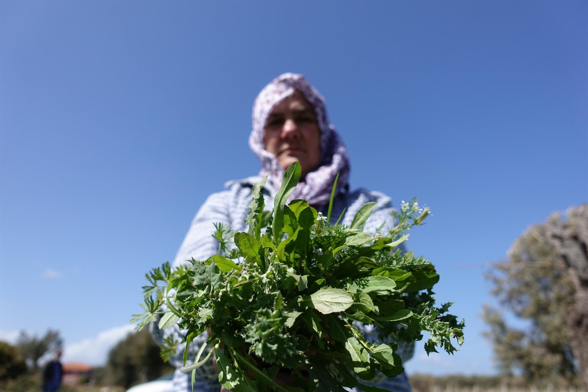 Herbs contribute to Aegean tourism