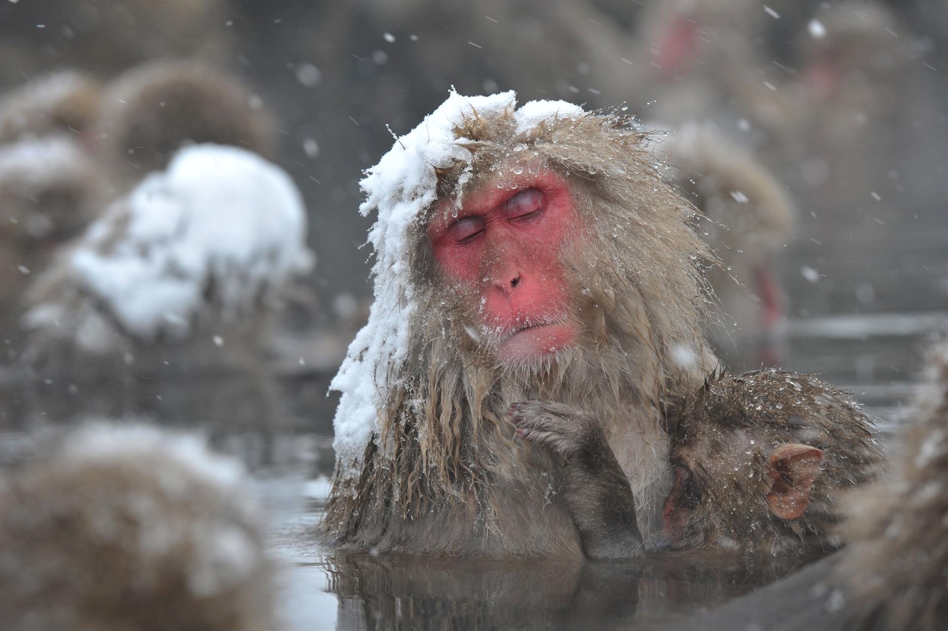 Even monkeys need a spa day, Japan study finds