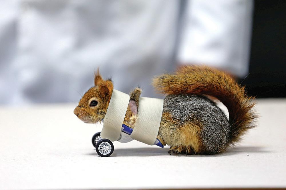 ‘Karamel’ the squirrel gets prosthetics