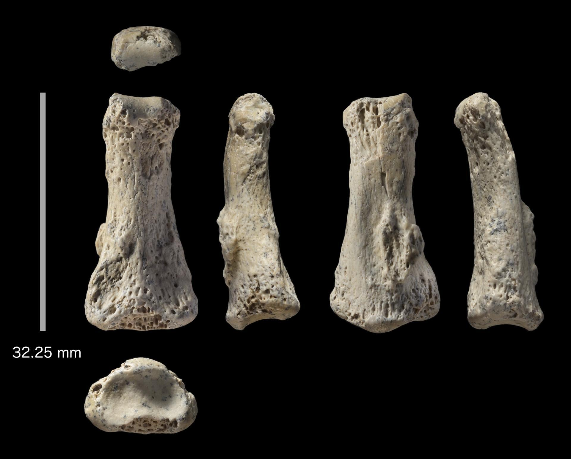 Fossil finger points to early humans entering Saudi Arabia