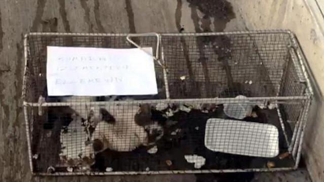 Feline ‘sausage thief’ punished with cage