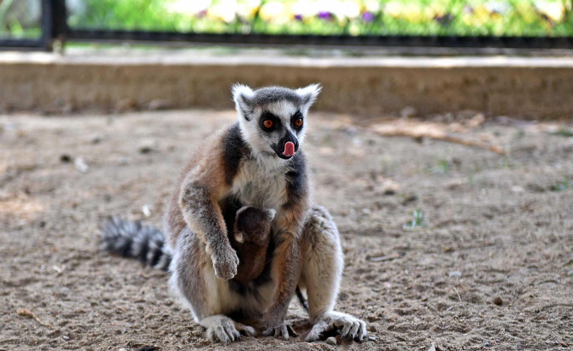 Lemurs popular with visitors at Tarsus Zoo