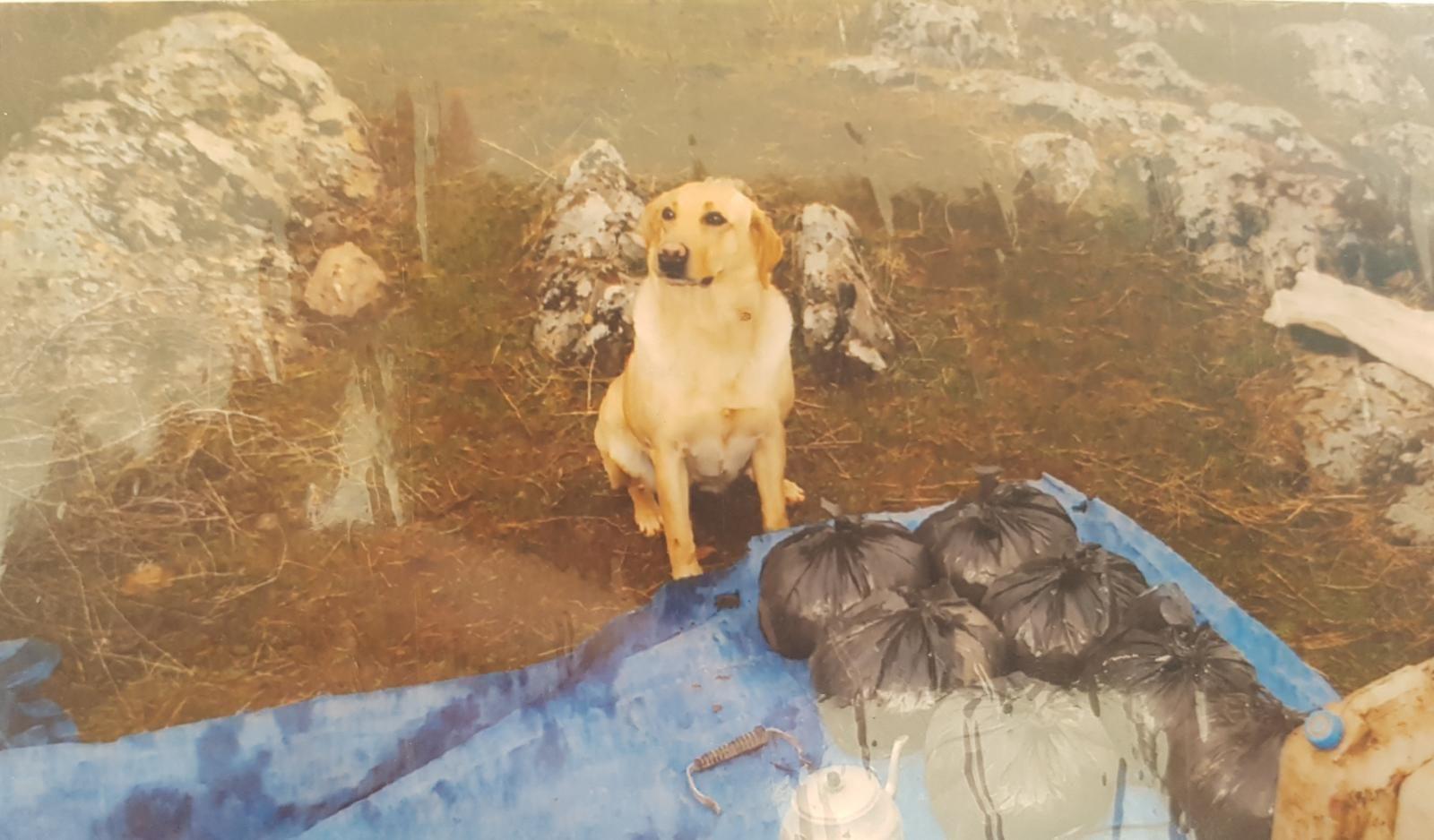 Labrador dies in explosion in PKK operation, saves lives in Turkey’s east