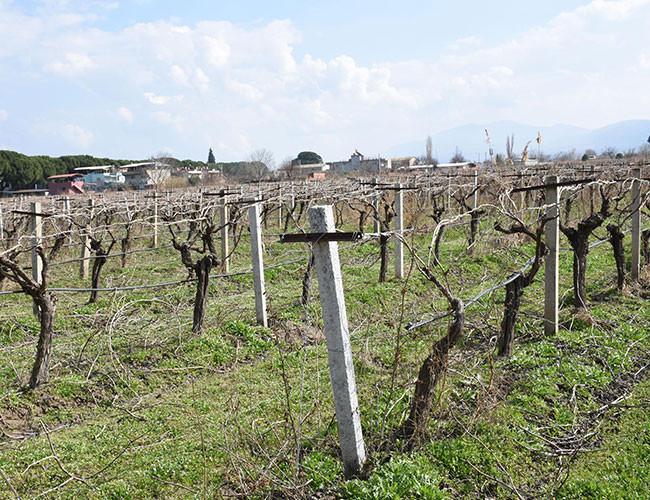 Turkey becoming a disease-prone desert: Istanbul Technical University professor