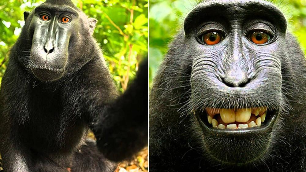 Monkey in selfie cannot sue for copyright, US court says